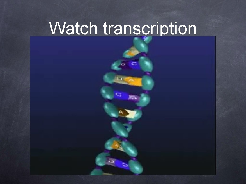 Watch transcription 