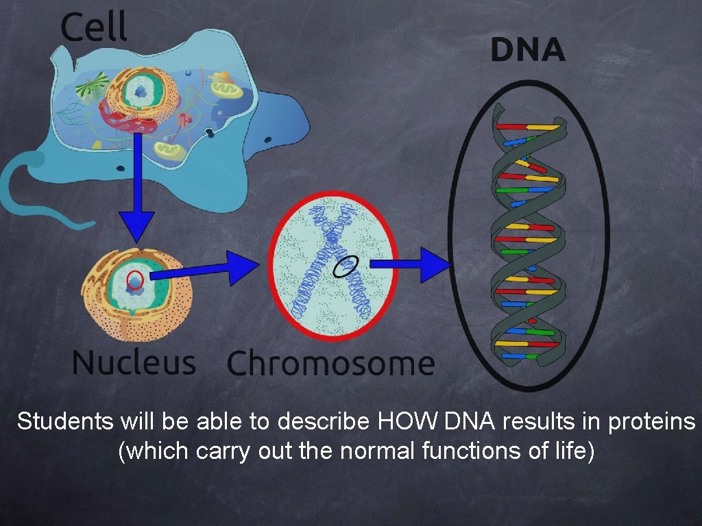 Students will be able to describe HOW DNA results in proteins (which carry out