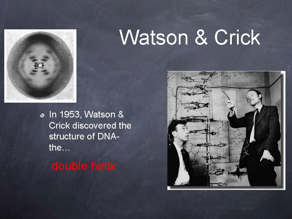Watson & Crick In 1953, Watson & Crick discovered the structure of DNAthe… double