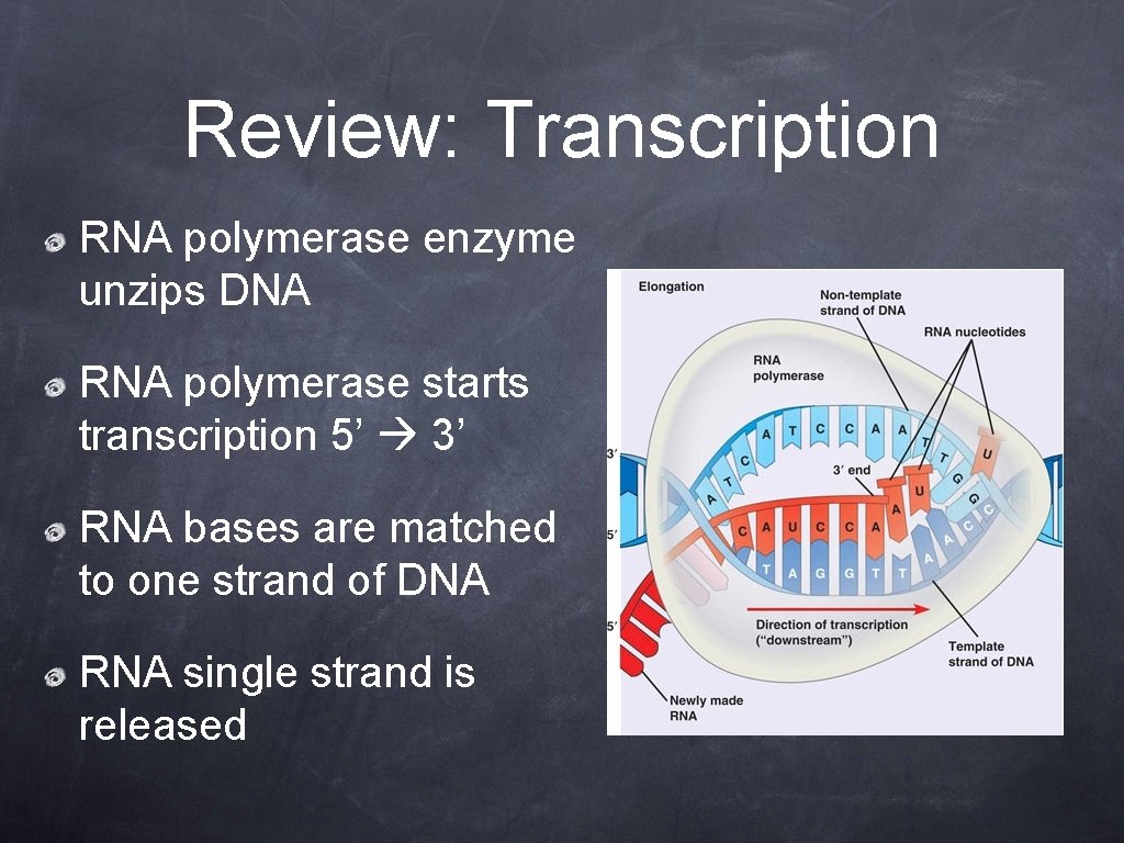 Review: Transcription RNA polymerase enzyme unzips DNA RNA polymerase starts transcription 5’ 3’ RNA
