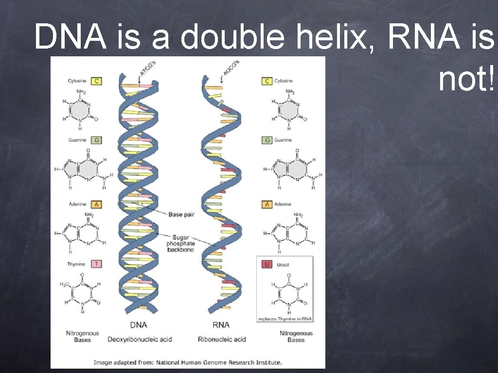 DNA is a double helix, RNA is not! 