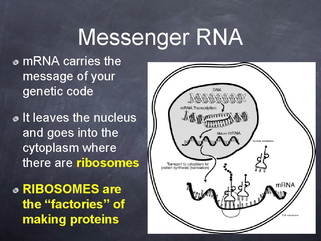 Messenger RNA m. RNA carries the message of your genetic code It leaves the