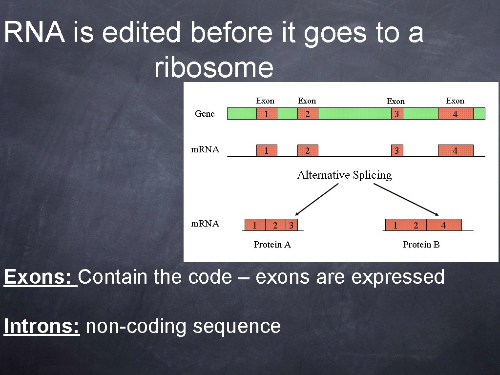 RNA is edited before it goes to a ribosome Exons: Contain the code –
