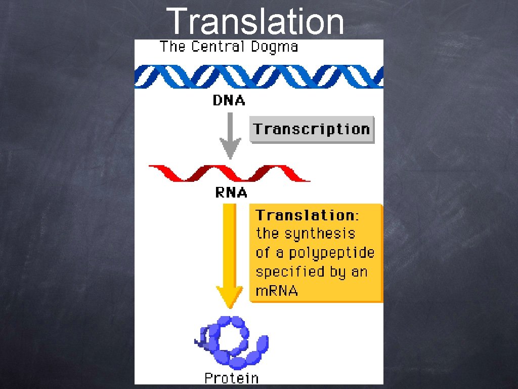 Translation 