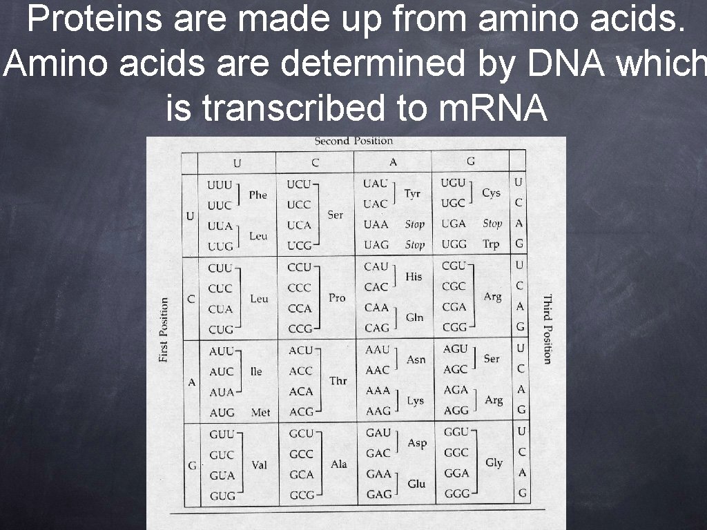 Proteins are made up from amino acids. Amino acids are determined by DNA which