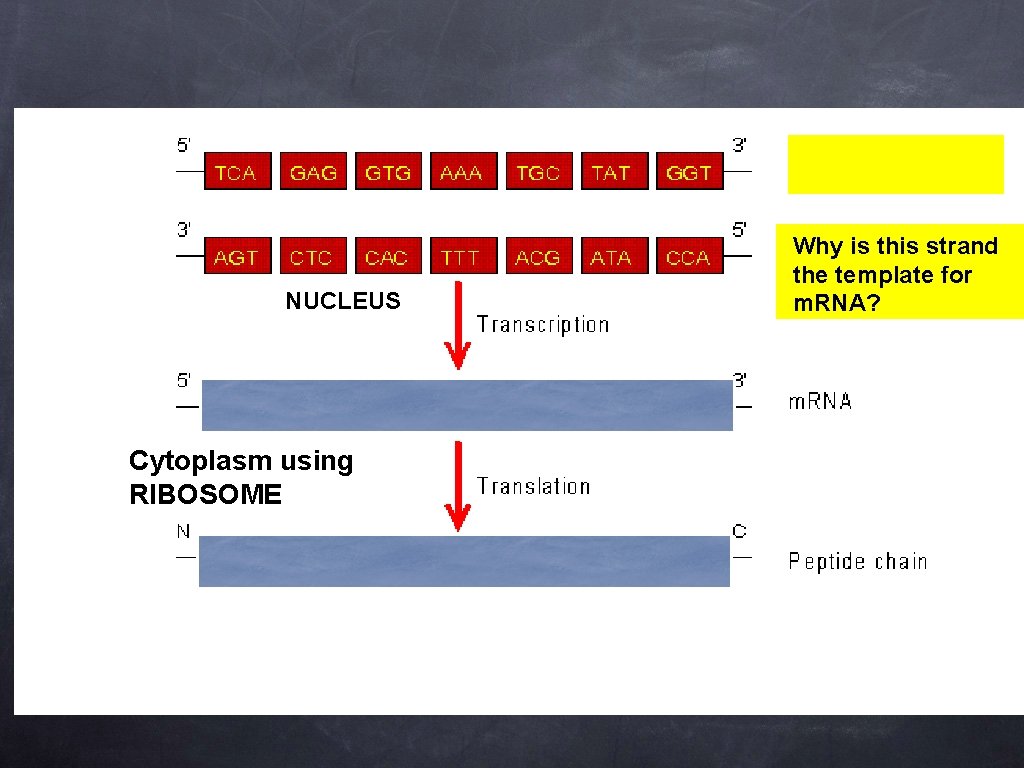 NUCLEUS Cytoplasm using RIBOSOME Why is this strand the template for m. RNA? 