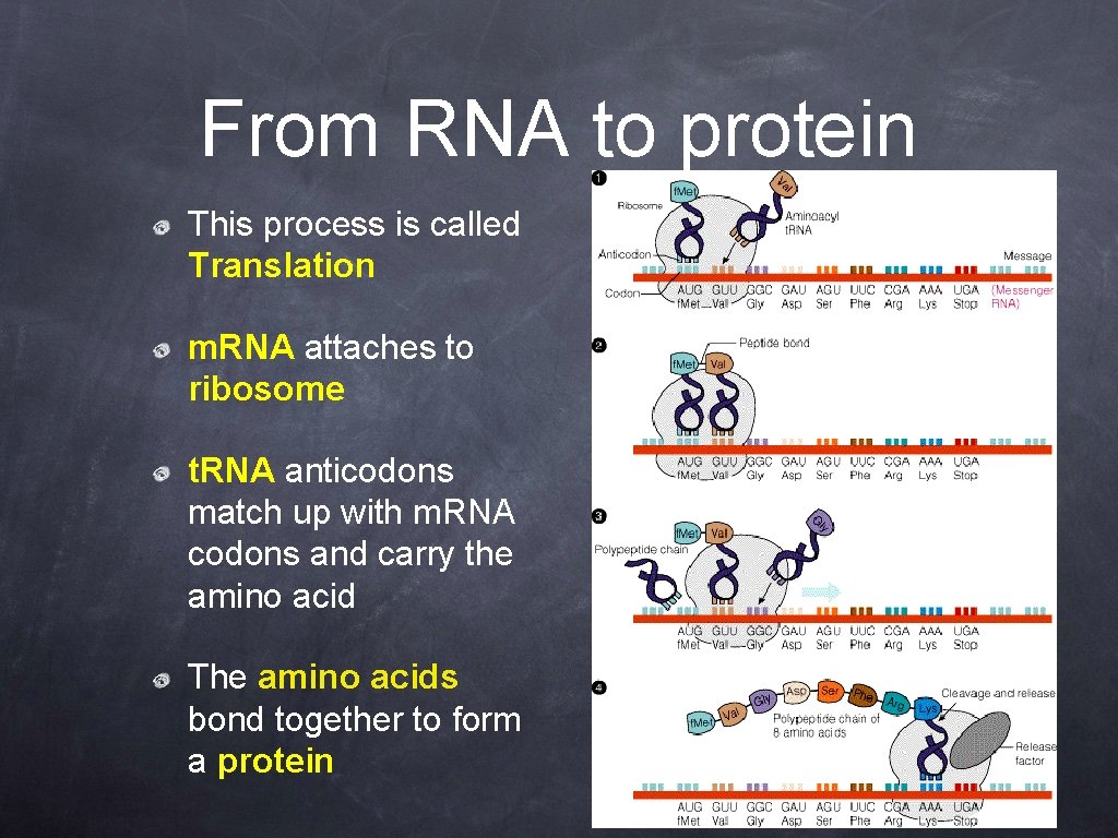 From RNA to protein This process is called Translation m. RNA attaches to ribosome