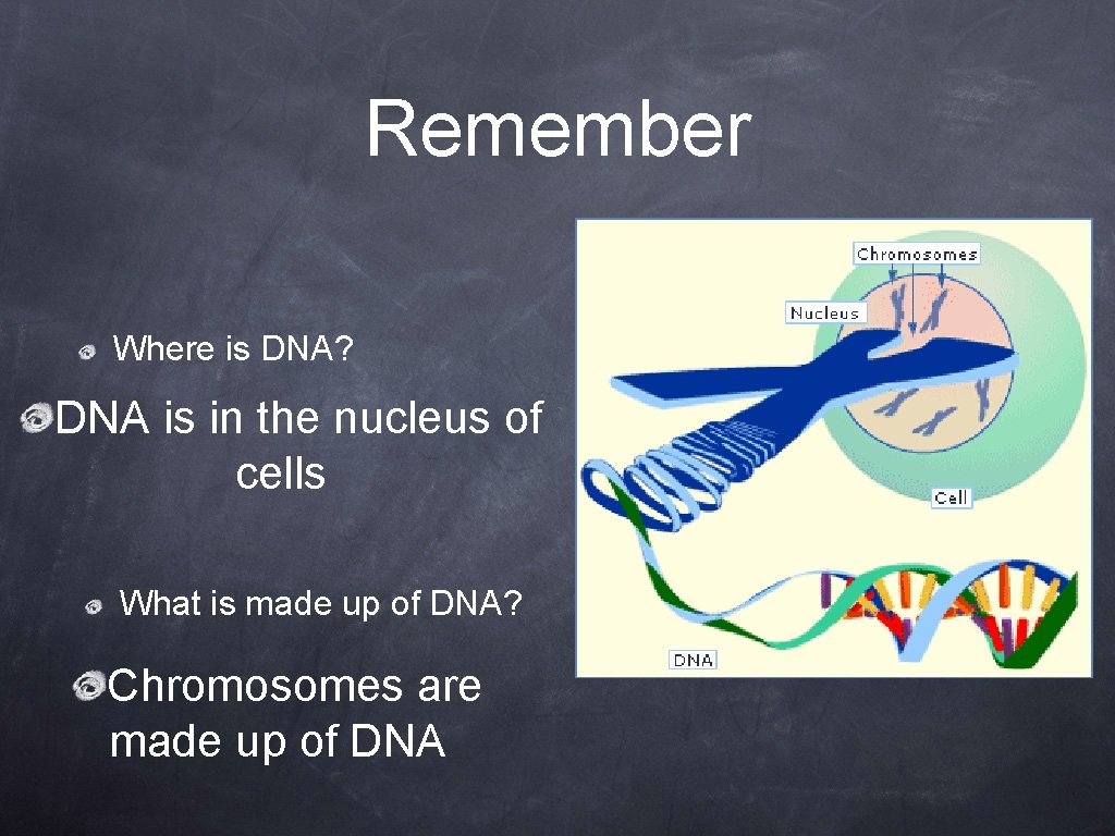 Remember Where is DNA? DNA is in the nucleus of cells What is made