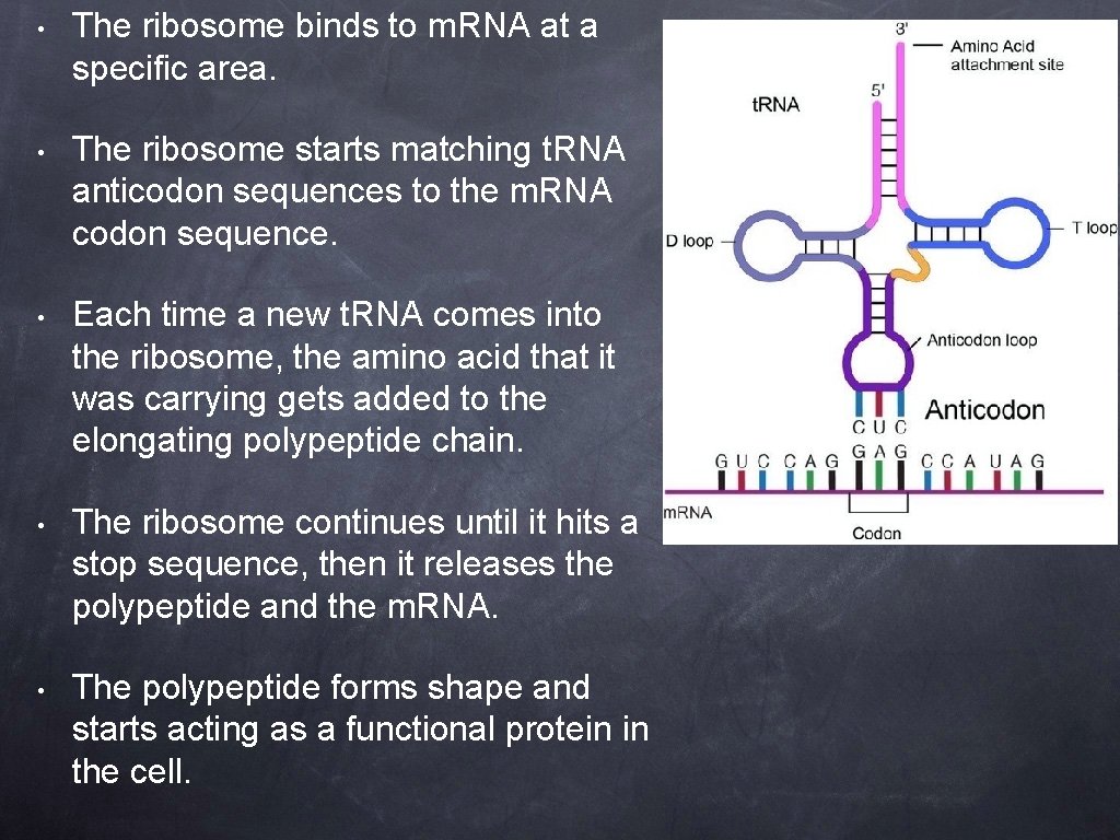 • The ribosome binds to m. RNA at a specific area. • The
