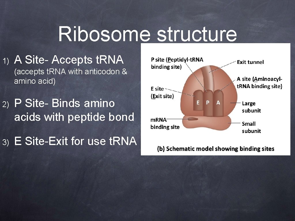 Ribosome structure 1) A Site- Accepts t. RNA (accepts t. RNA with anticodon &