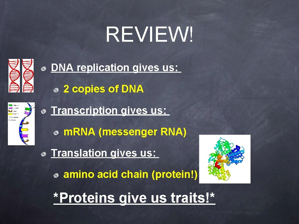 REVIEW! DNA replication gives us: 2 copies of DNA Transcription gives us: m. RNA