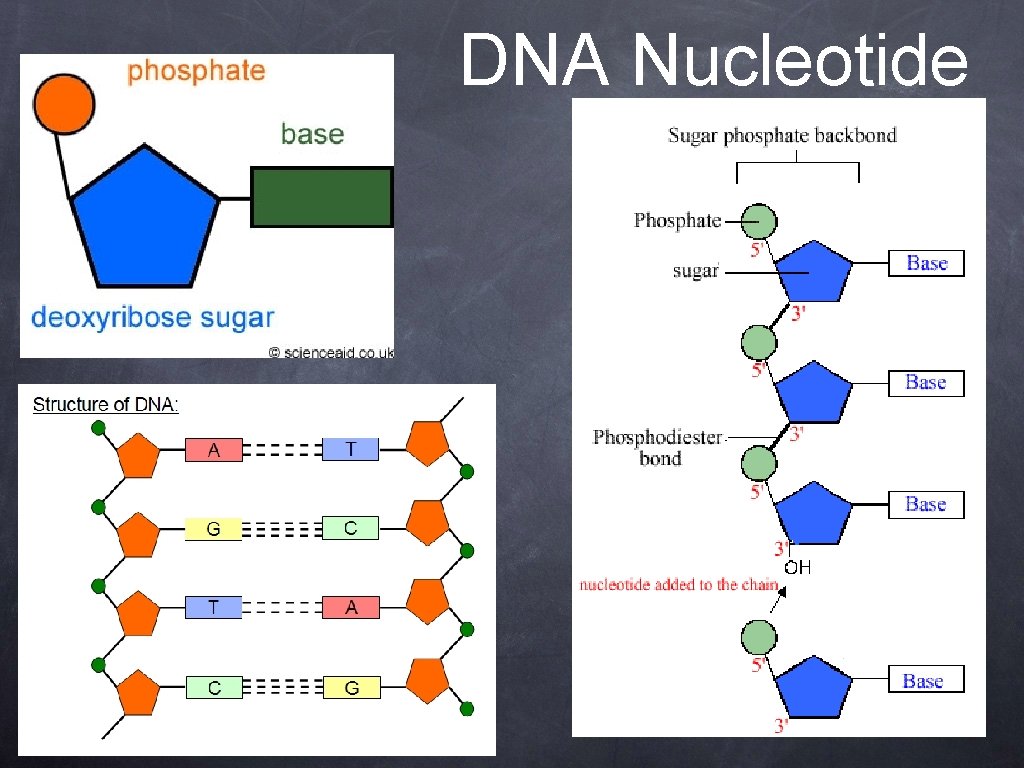 DNA Nucleotide 