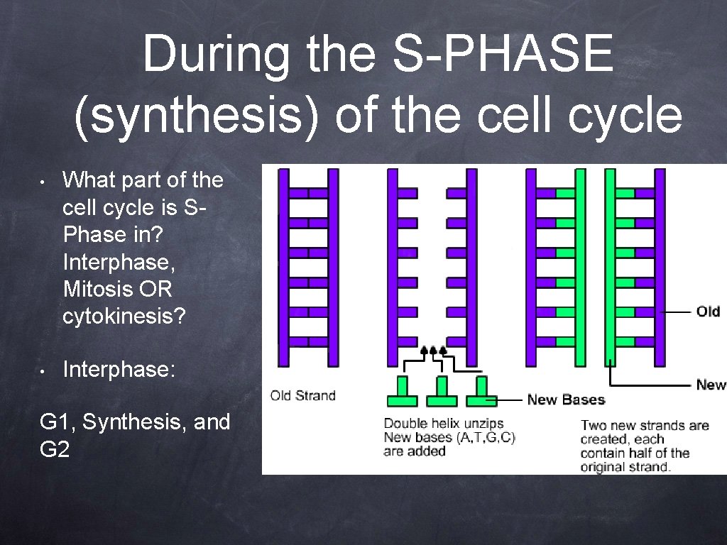 During the S-PHASE (synthesis) of the cell cycle • What part of the cell