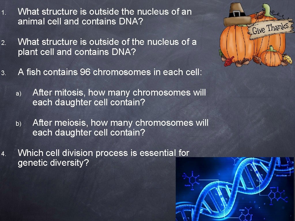 1. What structure is outside the nucleus of an animal cell and contains DNA?