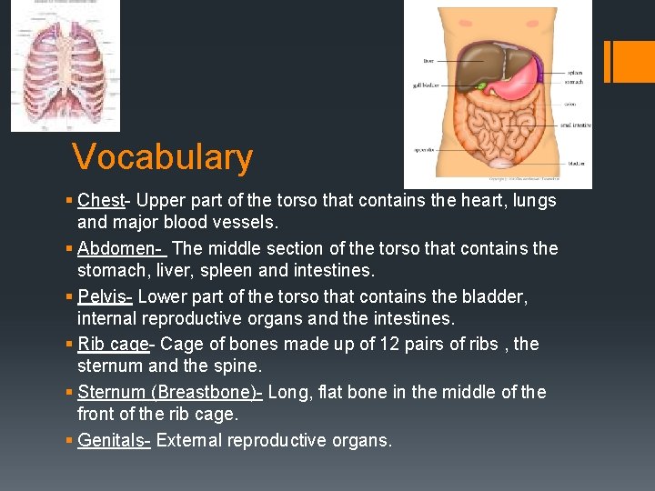 Vocabulary § Chest- Upper part of the torso that contains the heart, lungs and