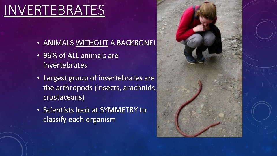 INVERTEBRATES • ANIMALS WITHOUT A BACKBONE! • 96% of ALL animals are invertebrates •