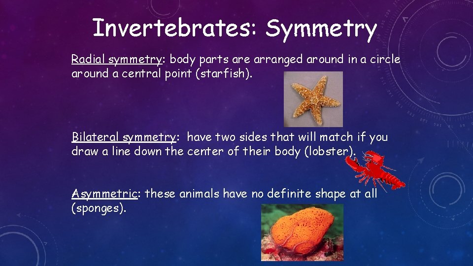 Invertebrates: Symmetry Radial symmetry: body parts are arranged around in a circle around a