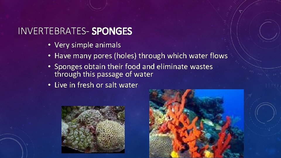 INVERTEBRATES- SPONGES • Very simple animals • Have many pores (holes) through which water