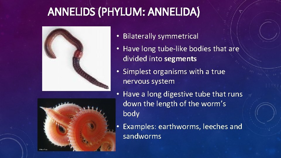 ANNELIDS (PHYLUM: ANNELIDA) • Bilaterally symmetrical • Have long tube-like bodies that are divided