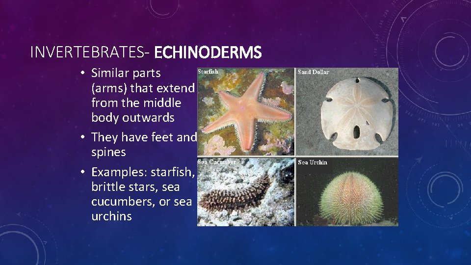 INVERTEBRATES- ECHINODERMS • Similar parts (arms) that extend from the middle body outwards •