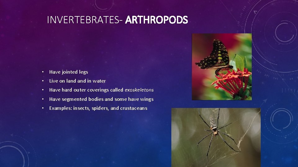 INVERTEBRATES- ARTHROPODS • Have jointed legs • Live on land in water • Have