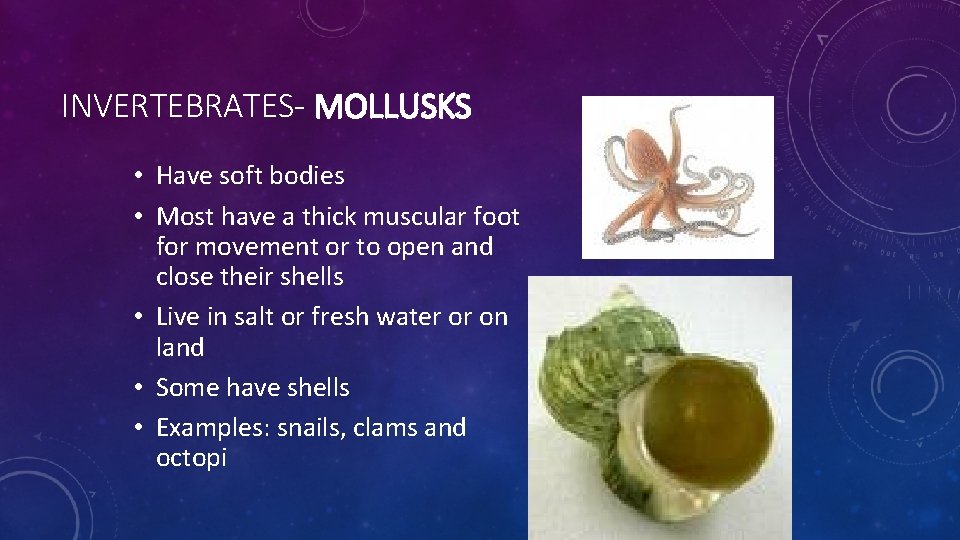 INVERTEBRATES- MOLLUSKS • Have soft bodies • Most have a thick muscular foot for