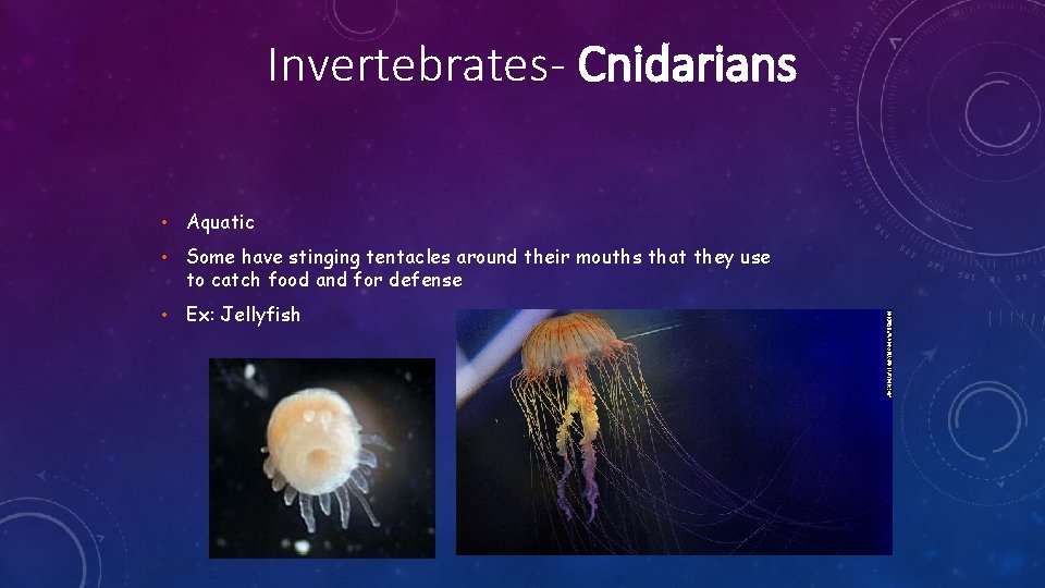 Invertebrates- Cnidarians • Aquatic • Some have stinging tentacles around their mouths that they