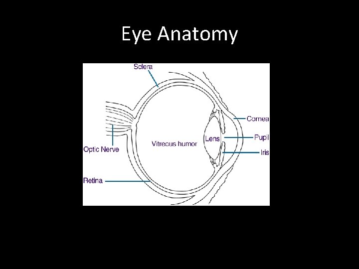 Eye Anatomy 