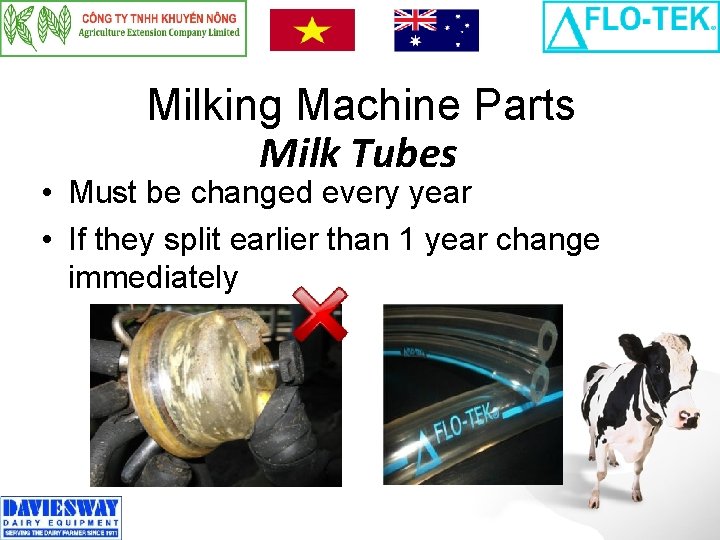 Milking Machine Parts Milk Tubes • Must be changed every year • If they