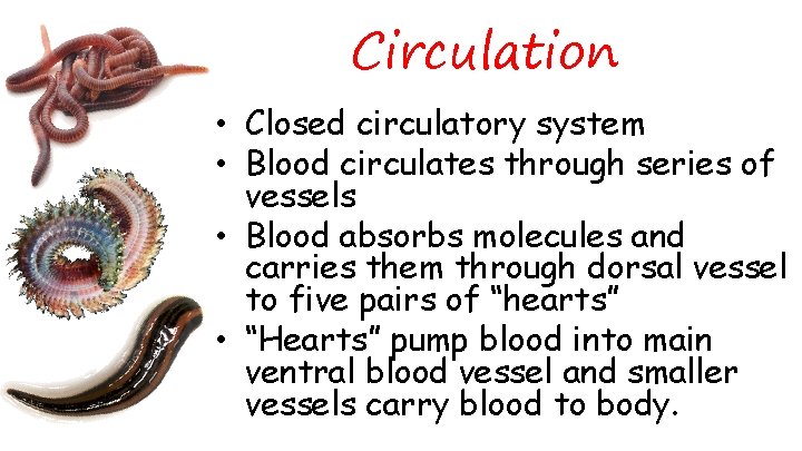 Circulation • Closed circulatory system • Blood circulates through series of vessels • Blood