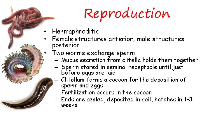Reproduction • Hermaphroditic • Female structures anterior, male structures posterior • Two worms exchange