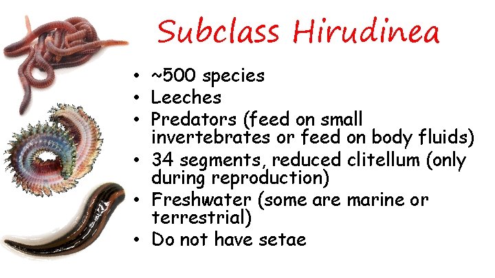 Subclass Hirudinea • ~500 species • Leeches • Predators (feed on small invertebrates or
