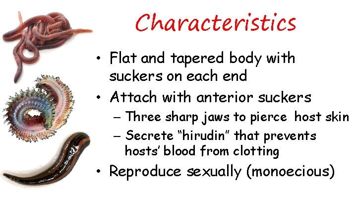 Characteristics • Flat and tapered body with suckers on each end • Attach with