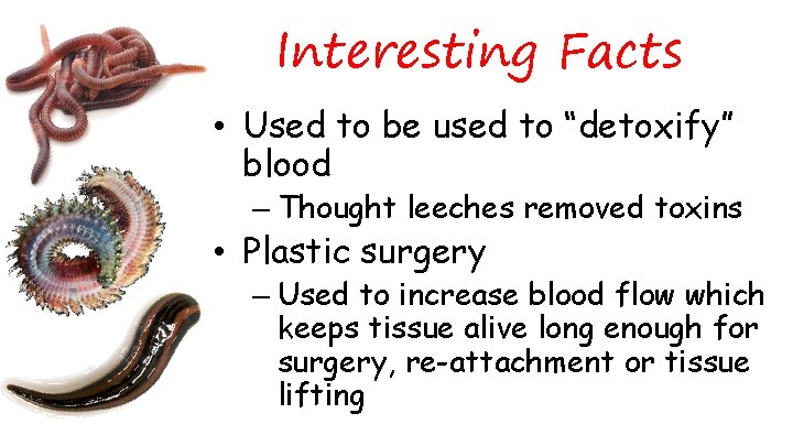 Interesting Facts • Used to be used to “detoxify” blood – Thought leeches removed