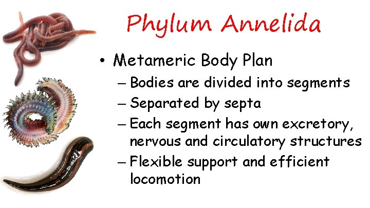 Phylum Annelida • Metameric Body Plan – Bodies are divided into segments – Separated