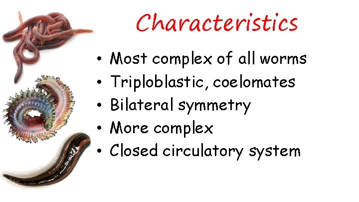 Characteristics • • • Most complex of all worms Triploblastic, coelomates Bilateral symmetry More