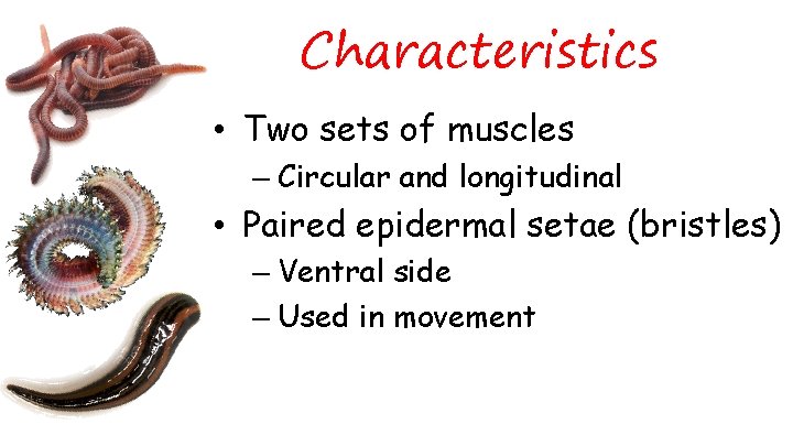 Characteristics • Two sets of muscles – Circular and longitudinal • Paired epidermal setae