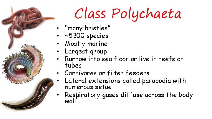 Class Polychaeta “many bristles” ~5300 species Mostly marine Largest group Burrow into sea floor