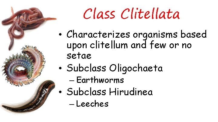 Class Clitellata • Characterizes organisms based upon clitellum and few or no setae •