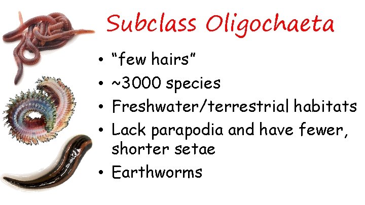 Subclass Oligochaeta “few hairs” ~3000 species Freshwater/terrestrial habitats Lack parapodia and have fewer, shorter