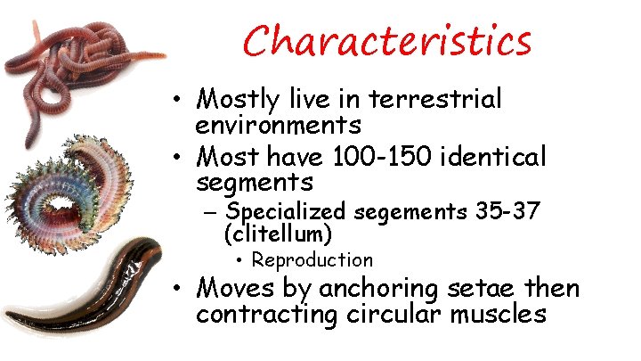 Characteristics • Mostly live in terrestrial environments • Most have 100 -150 identical segments