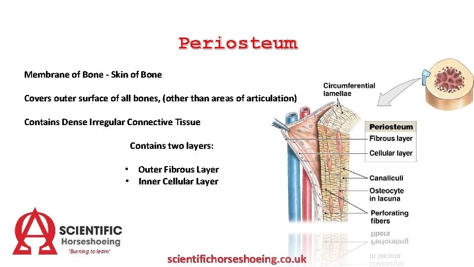 Periosteum Membrane of Bone - Skin of Bone Covers outer surface of all bones,