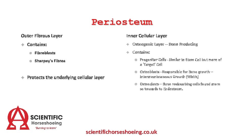 Periosteum Inner Cellular Layer Outer Fibrous Layer Contains: Fibroblasts Sharpey's Fibres Osteogenic Layer –