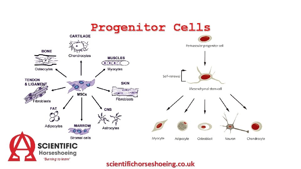 Progenitor Cells ‘Burning to learn’ scientifichorseshoeing. co. uk 