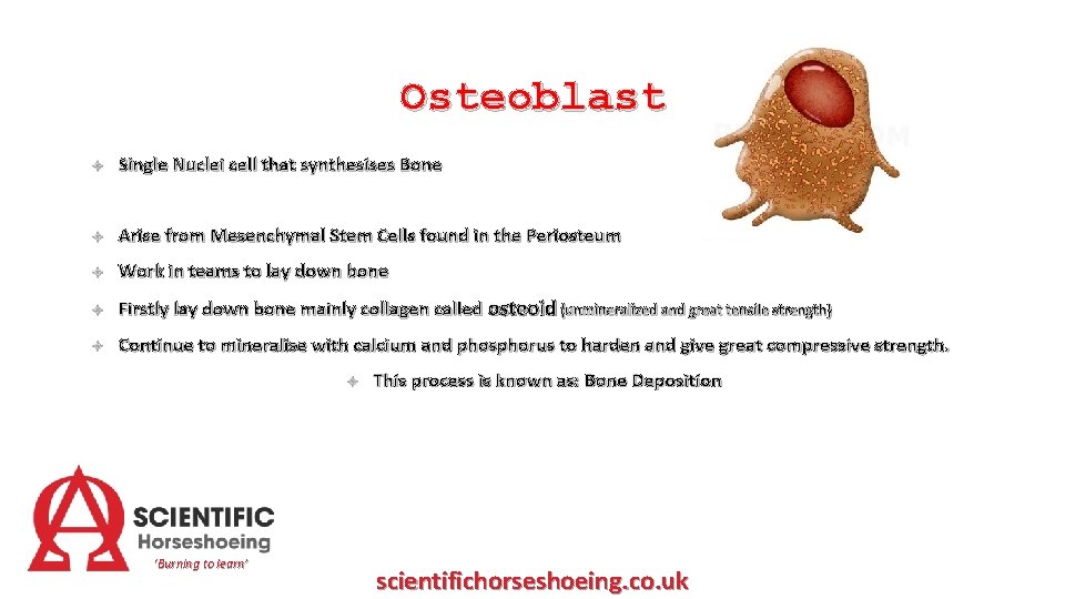 Osteoblast Single Nuclei cell that synthesises Bone Arise from Mesenchymal Stem Cells found in