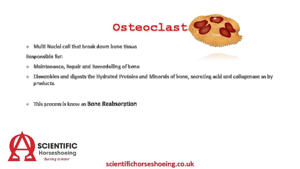 Osteoclast Multi Nuclei cell that break down bone tissue Responsible for: Maintenance, Repair and