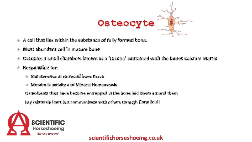 Osteocyte A cell that lies within the substance of fully formed bone. Most abundant