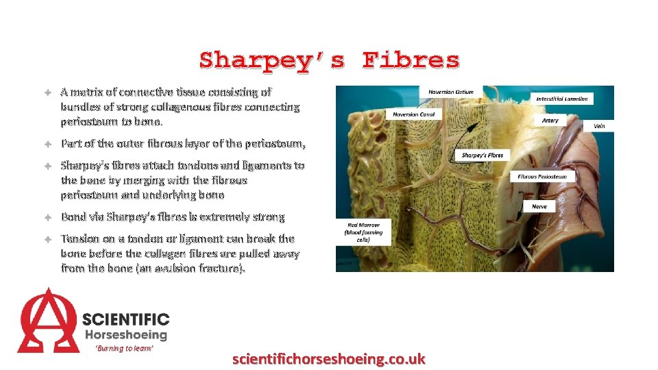 Sharpey’s Fibres A matrix of connective tissue consisting of bundles of strong collagenous fibres