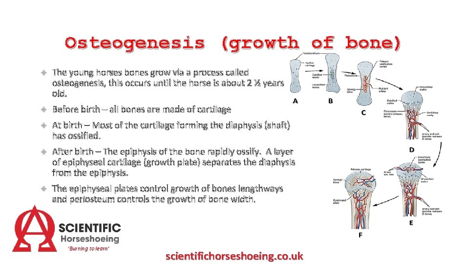 Osteogenesis (growth of bone) The young horses bones grow via a process called osteogenesis,