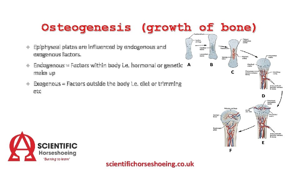 Osteogenesis (growth of bone) Epiphyseal plates are influenced by endogenous and exogenous factors. Endogenous